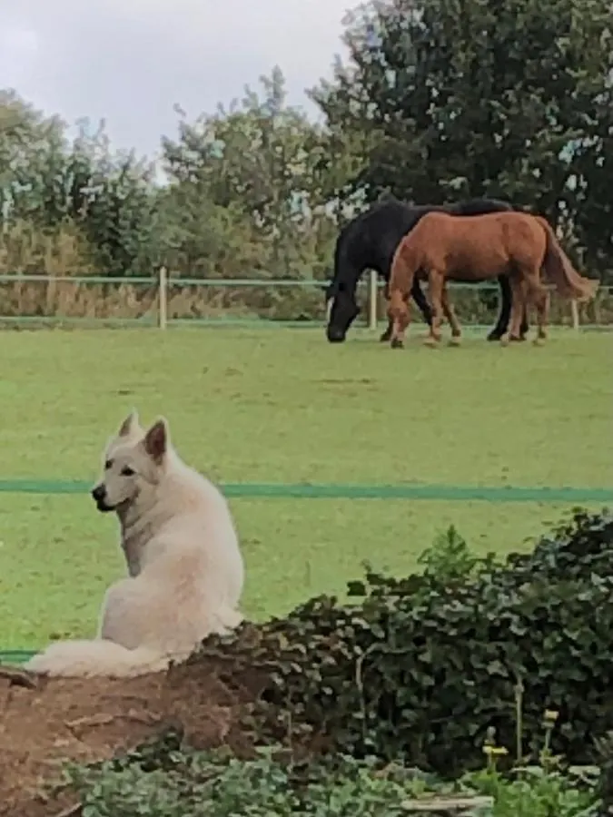 Le Cheval D'En Fer Villa Begard Holiday home